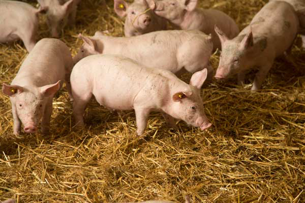 The effect of zinc on weaners to be investigated