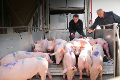 New animals arriving on a farm pose a high risk for disease contamination. Photo: Dave Hendriks