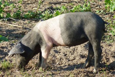 The German Saddleback pig - picture not related to the farm that is told to depopulate. - Photo: Lotse