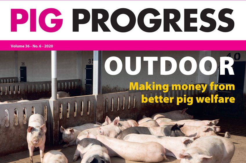 Pig welfare, feral pigs and ASF in Pig Progress 6