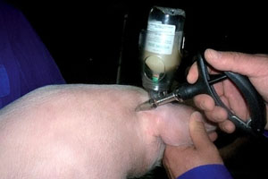 New edema vaccine for piglets licensed in Switzerland