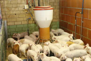 Piglets do better with nano-coated trace minerals