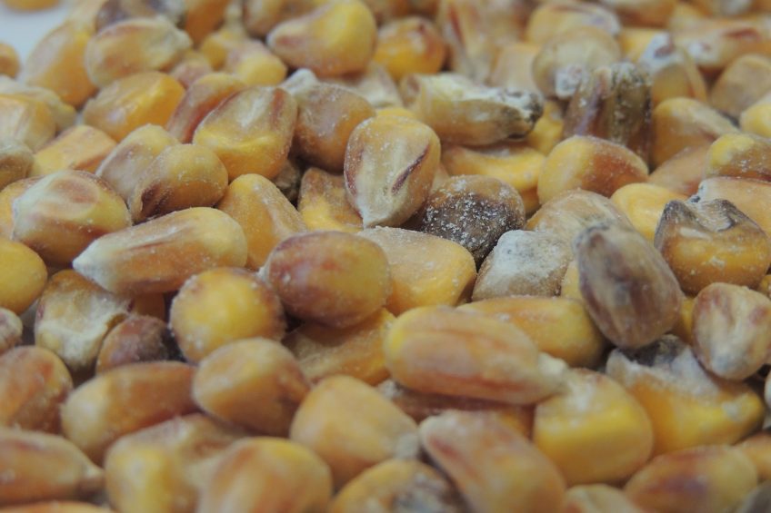 Fusarium fungi have colonised this batch of corn. Photo: EW Nutrition