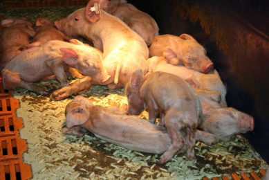 PEDv causes illness in non-immune piglets. Photo: Dr Andrea Ladinig, University of Veterinary Medicine, Vienna, Austria.