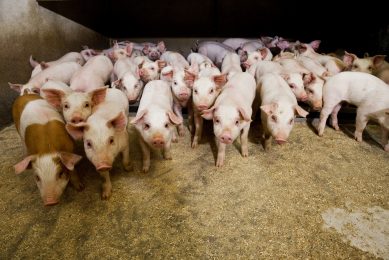 How to keep pigs healthy during weaning. Photo: Carsten Andersen