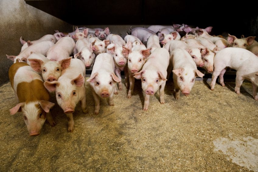 How to keep pigs healthy during weaning. Photo: Carsten Andersen