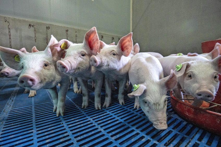 How to get piglets through the weaning phase without the therapeutic use of zinc oxide? - Photo: Anne van der Woude