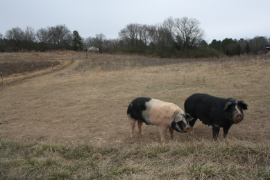 Plenty of space for the seven sows and about 100 grow-finishers. The area, far away from any other pig farm, is about 48 acres (19 ha).