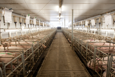 UK’s biggest pig farm to house 30,000 pigs