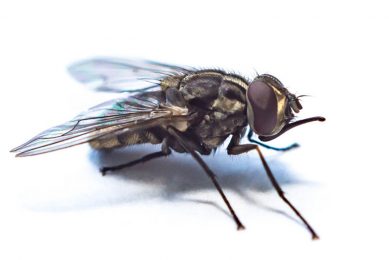 The common stable fly (Stomoxys calcitrans). - Photo: Vetmeduni