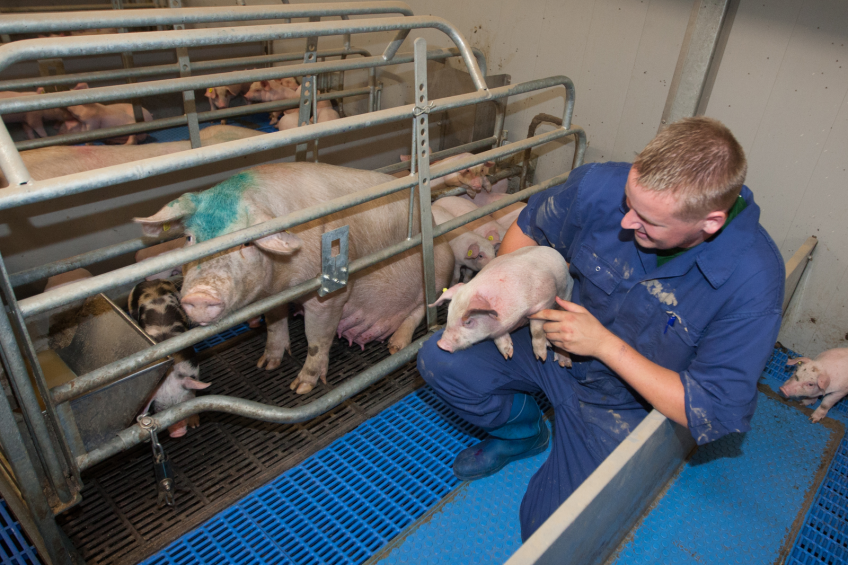 Canadian pig herd recovered from PEDv