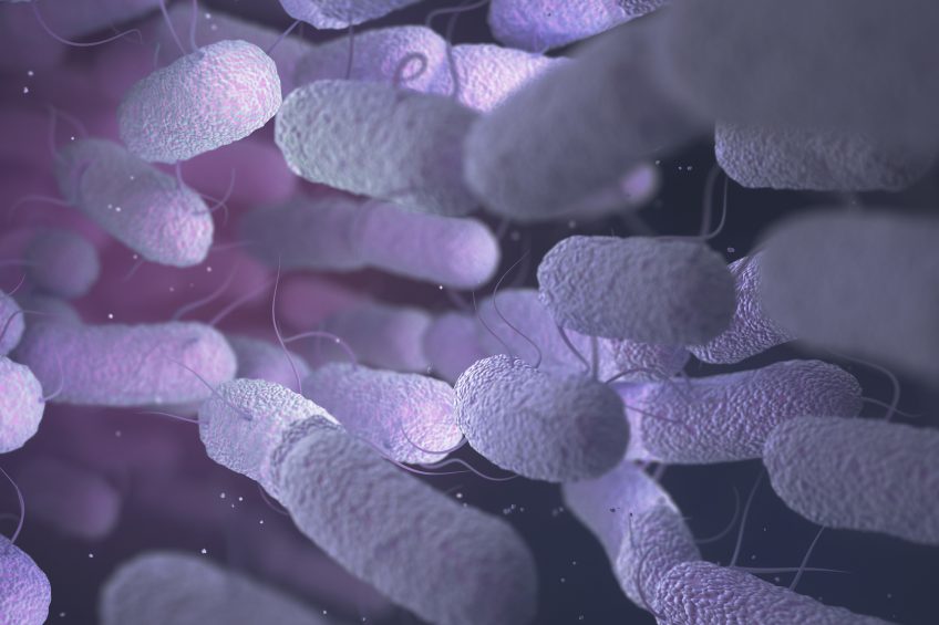 A 3D-illustration of Enterobacteriaceae. Photo: ktsdesign