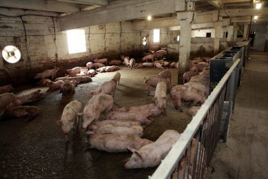 Snapshot from a pig farm in Ukraine.