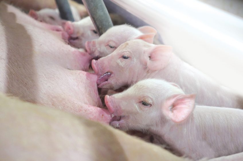 Taking the next step in sow feeding. Photo: DSM