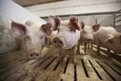 Social behaviour in Danish Landrace pigs is heritable, recent research shows. Photo: DanBred