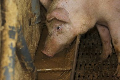Pigs in the EU will soon no longer be fed zinc oxide. Photo: Henk Riswick