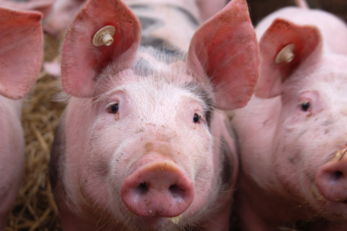 German pork trade recording diverging trends