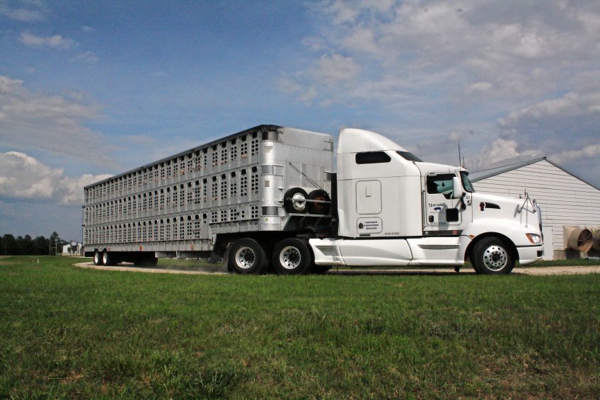 Pigs leaving a farm in North Carolina. Photo: Vincent ter Beek