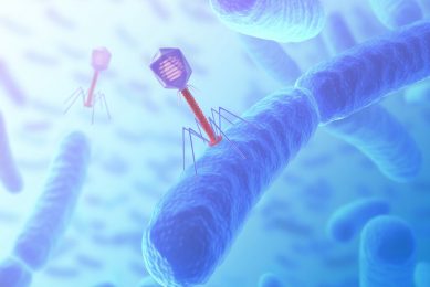 Bacteriophage are viruses (with genetic material) that infect bacteria. Photo: Proteon Pharmaceuticals