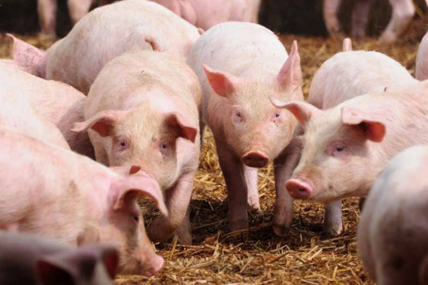 Pig production in the Netherlands is comparatively a lot more expensive than in its neighbouring countries. Photo: Wageningen University & Research