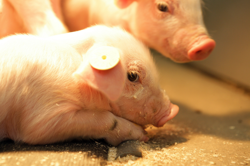 Newborn piglets often need a good dairy supplement to make the transaction from sow milk to solid feed as smooth as possible.