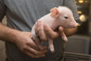 A small newborn pig   caretakers will do what it takes to get them all through weaning. Photo: Koos Groenewold