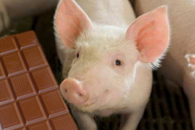 Research: Chocolate as substitute for whey in pig diet
