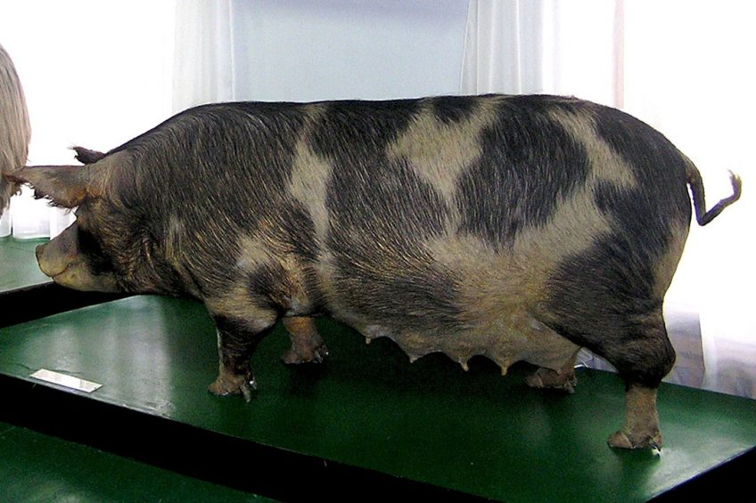 No more Myrgorod pigs due to ASF. Photo: Wikipedia