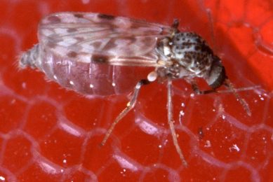 One species of the Culicoides genus, photographed after a blood meal. - Photo: Scott Bauer, USDA-ARS