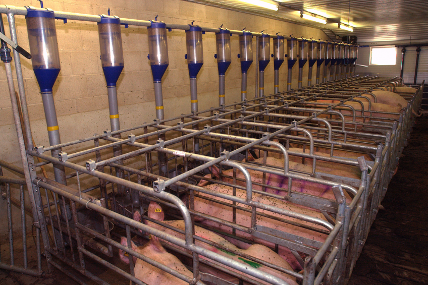 One of the benefits of synchronising a sow herd is the reduction of non-productive days.