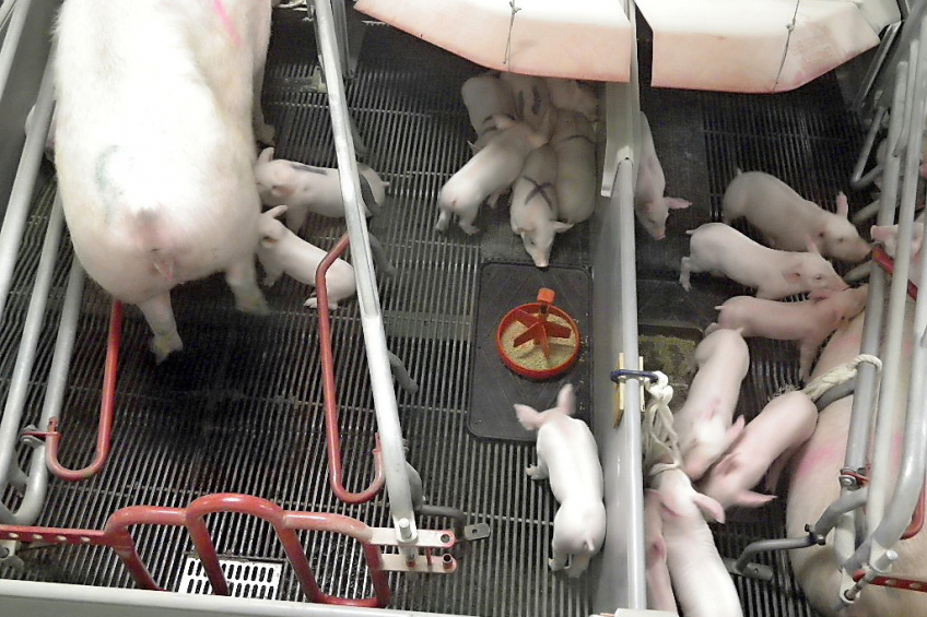 Creep presented in a standard commercial creep feeder (SC). On the right hand side a pen with material for exploration is presented. <em>Photo: Prairie Swine Centre.</em>