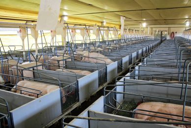 A pig farm in Paraná state, Brazil. - Photo: Vincent ter Beek
