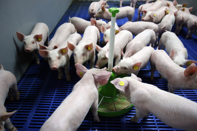 Phytate anti-nutrient effects also an issue in older pigs