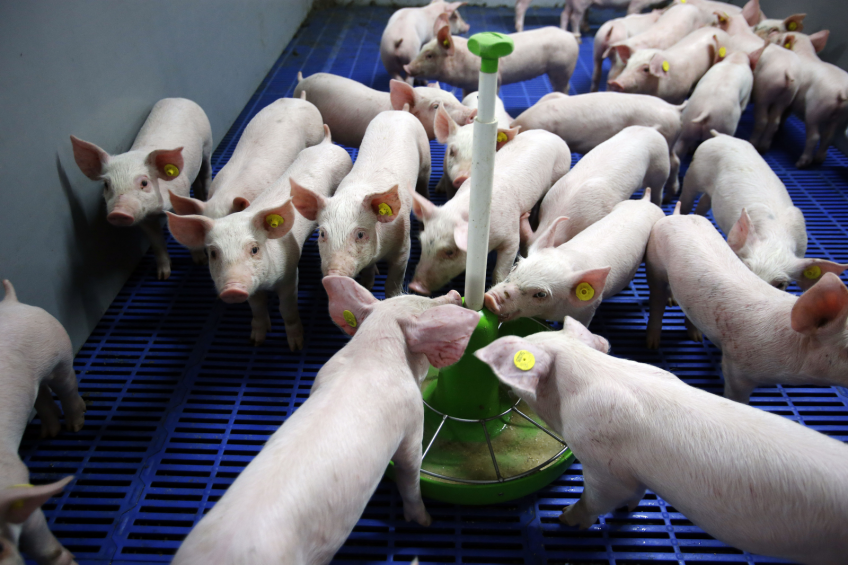 Phytate anti-nutrient effects also an issue in older pigs