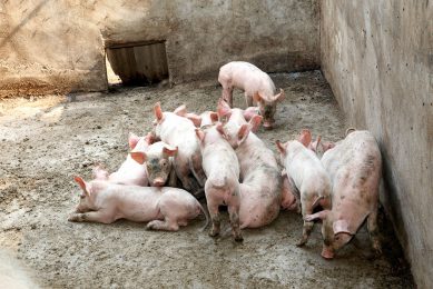 Soon a rare sight in Russia: Backyard pigs, kept in barren pig houses without biosecurity. Photo: Henk Riswick