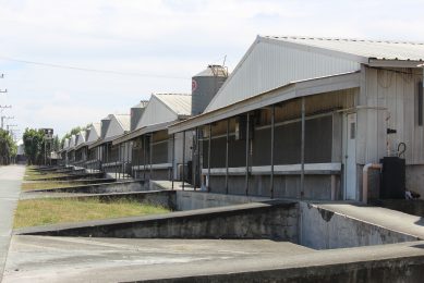 A farm in Luzon s General Trias province, showing many modern, tunnel-ventilated pig buildings.