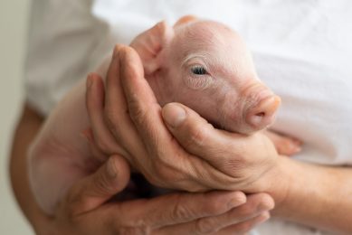 A piglet s gastro-intestinal tract only begins to establish a microbiota of its own after birth. Photo: Shutterstock
