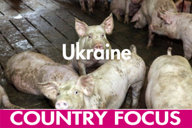 Ukrainian pig sector facing an uncertain future