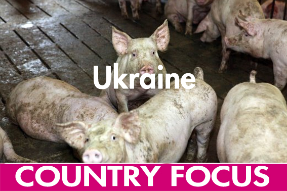 Ukrainian pig sector facing an uncertain future