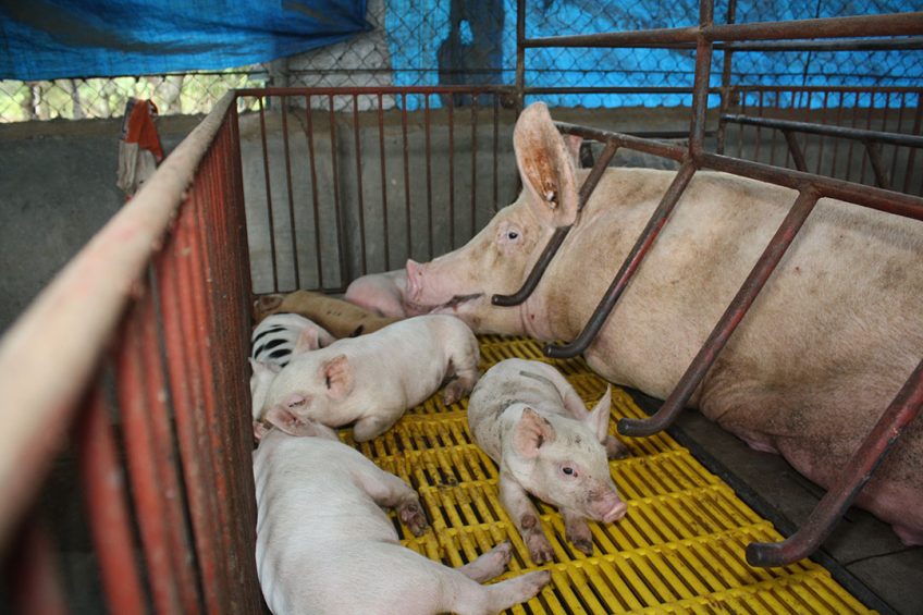 A sow in farm near Ho Chi Minh City, unaware of the ASF virus coming her way. Photo: Vincent ter Beek