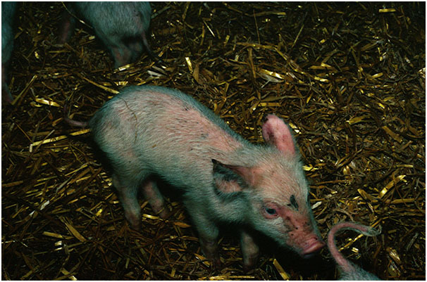 Photo 1. Runted and stunted piglet after post-weaning diarrhoea.