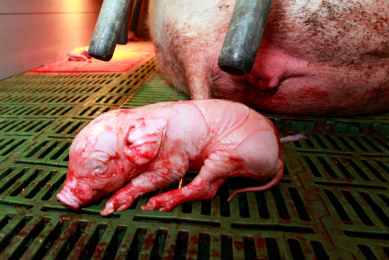 A piglet s first few hours determine its survival