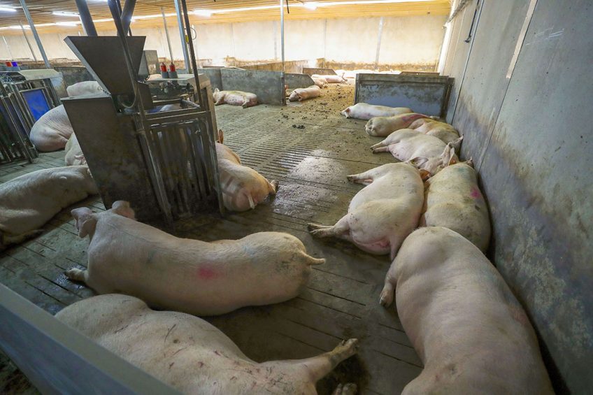 Sows in group housing in a farm in the south of the Netherlands. - Photo: Bert Jansen