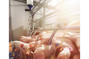 Nedap: New Farrowing Feeding System