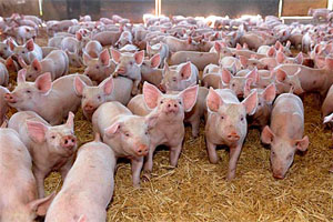 UK: Fire causes death of hundreds of pigs