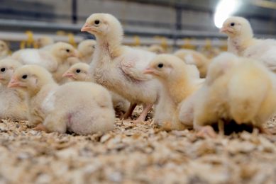 Antibacterial effect of MCFAs in broilers. Photo: Noba