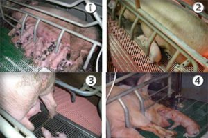 From score 1 (calm,  maternal ), to 4 (aggressive, nervous), maternal behavior in maternity impacts piglet fate.