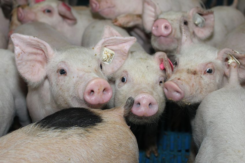 Airborne diseases such as PRRSv and IAv pose major challenges for pig farmers worldwide. - Photo: Vincent ter Beek