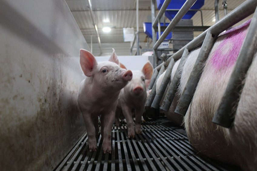 Healthy piglets on a farm in sourthern Russia. - Photo: Vincent ter Beek