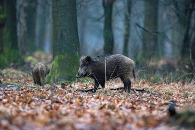 A healthy wild boar in a European forest. - Photo: Canva
